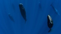 MAURITIUS ISLAND - INDIAN OCEAN - NOVEMBER 16 : A group of sperm whales in the sleeping phase in a position called candle, on November16, 2011 in Mauritius Island, Indian Ocean. The sperm whale (Physeter macrocephalus) is an odontocete, a toothed cetacean. It frequents all the oceans and a majority of the worlds seas. Only males venture into the cold waters of the Arctic and Antarctic. The male can reach more than 18 metres in length. Hes the greatest carnivore in the world. Sperm whales can live up to 70 years. They feed on squid and hunt in pits between 300 and 800 metres but sometimes between 1000 and 2000 metres. Their dives can last more than an hour. The head of the sperm whale represents about one third of the body. On the other hand, their eyes are very small. (Photo by Alexis Rosenfeld/Getty Images).