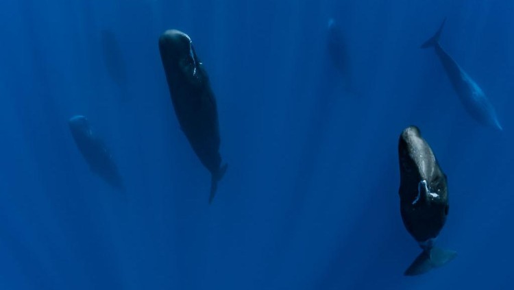 Ilustrasi Paus Sperma MAURITIUS ISLAND - INDIAN OCEAN - NOVEMBER 16 : A group of sperm whales in the sleeping phase in a position called candle, on November16, 2011 in Mauritius Island, Indian Ocean. The sperm whale (Physeter macrocephalus) is an odontocete, a toothed cetacean. It frequents all the oceans and a majority of the worlds seas. Only males venture into the cold waters of the Arctic and Antarctic. The male can reach more than 18 metres in length. Hes the greatest carnivore in the world. Sperm whales can live up to 70 years. They feed on squid and hunt in pits between 300 and 800 metres but sometimes between 1000 and 2000 metres. Their dives can last more than an hour. The head of the sperm whale represents about one third of the body. On the other hand, their eyes are very small. (Photo by Alexis Rosenfeld/Getty Images).