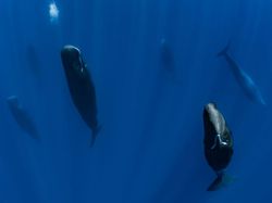 Foto Aksi Paus Sperma Berenang di Lautan Bebas