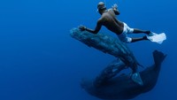 MAURITIUS ISLAND - INDIAN OCEAN - NOVEMBER 16 : A freediver going down to meet the sperm whales, on November 16, 2011 in Mauritius Island, Indian Ocean. The sperm whale (Physeter macrocephalus) is an odontocete, a toothed cetacean. It frequents all the oceans and a majority of the worlds seas. Only males venture into the cold waters of the Arctic and Antarctic. The male can reach more than 18 metres in length. Hes the greatest carnivore in the world. Sperm whales can live up to 70 years. They feed on squid and hunt in pits between 300 and 800 metres but sometimes between 1000 and 2000 metres. Their dives can last more than an hour. The head of the sperm whale represents about one third of the body. On the other hand, their eyes are very small. (Photo by Alexis Rosenfeld/Getty Images).