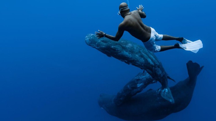 Ilustrasi Paus Sperma MAURITIUS ISLAND - INDIAN OCEAN - NOVEMBER 16 : A freediver going down to meet the sperm whales, on November 16, 2011 in Mauritius Island, Indian Ocean. The sperm whale (Physeter macrocephalus) is an odontocete, a toothed cetacean. It frequents all the oceans and a majority of the worlds seas. Only males venture into the cold waters of the Arctic and Antarctic. The male can reach more than 18 metres in length. Hes the greatest carnivore in the world. Sperm whales can live up to 70 years. They feed on squid and hunt in pits between 300 and 800 metres but sometimes between 1000 and 2000 metres. Their dives can last more than an hour. The head of the sperm whale represents about one third of the body. On the other hand, their eyes are very small. (Photo by Alexis Rosenfeld/Getty Images).