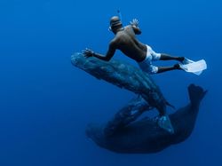 Foto Aksi Paus Sperma Berenang di Lautan Bebas