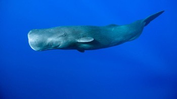 Paus Sperma nama latinnya adalah Physeter macrocephalus. Paus ini adalah odontocete, atau cetacea yang bergigi. Foto: ullstein bild via Getty Images/ullstein bild