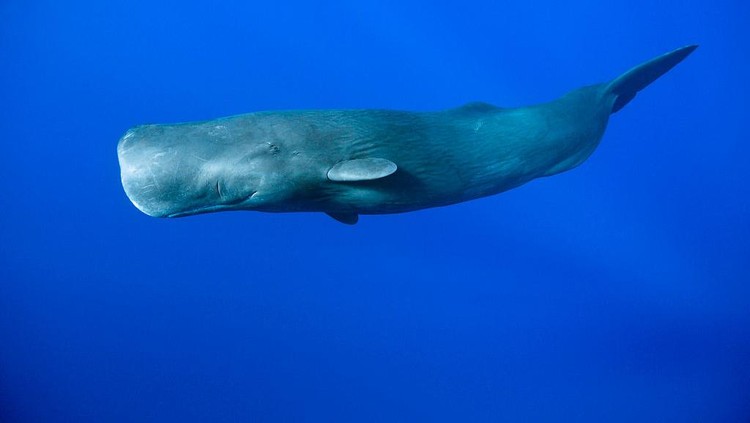 Ilustrasi Paus Sperma (GERMANY OUT) Sperm Whale, Physeter macrocephalus, Tenerife, Canary Islands, Spain (Photo by Reinhard Dirscherl/ullstein bild via Getty Images)
