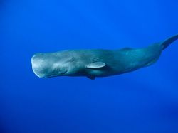 Foto Aksi Paus Sperma Berenang di Lautan Bebas