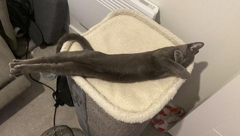 Si kucing tidurnya tegak banget.. (Cannydooper/Bored Panda)