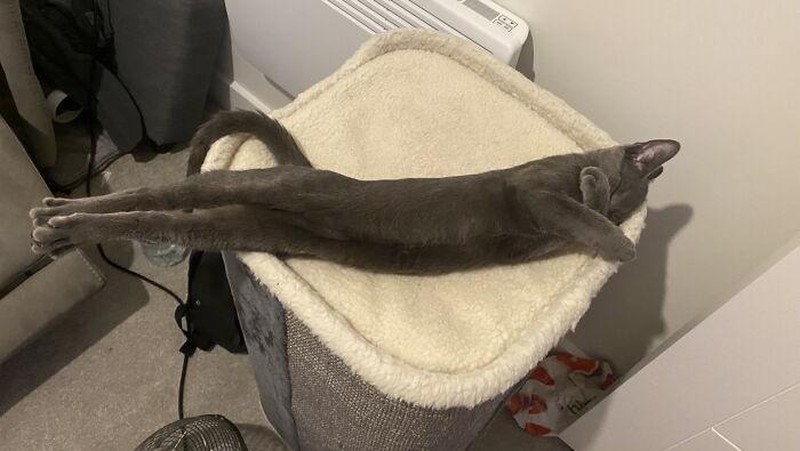 Si kucing tidurnya tegak banget.. (Cannydooper/Bored Panda)