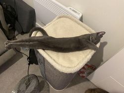 Bermacam Kelakuan Kucing yang Bikin Ngakak