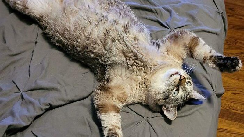 Nyantai dulu ah.. (Delicious-Talk2128/Bored Panda)