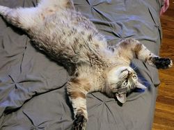 Bermacam Kelakuan Kucing yang Bikin Ngakak