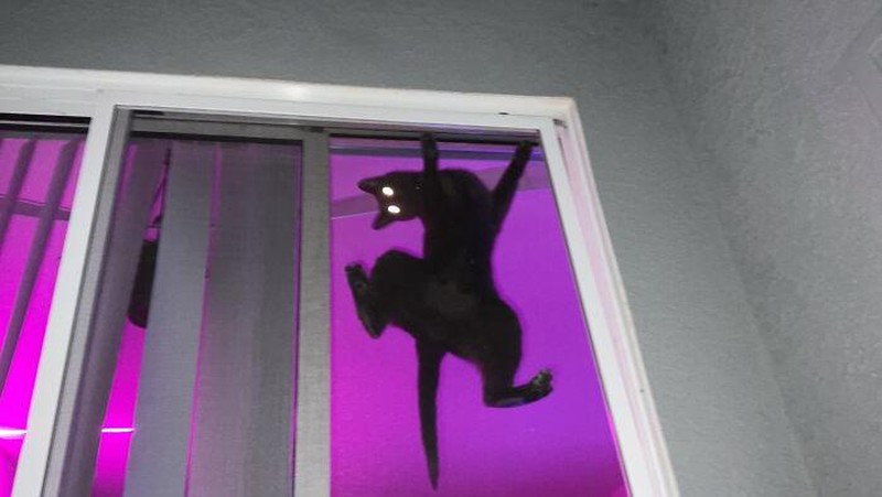 Coba bayangin dimalam hari, kelakuan kucing kalian seperti ini.. pasti seram bukan? (Qwer1627/Bored Panda)