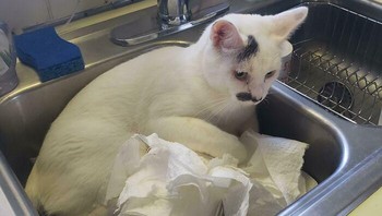 Si empus anteng banget acak-acak tisu di wastafel. (Saintphoenixxx/Bored Panda)