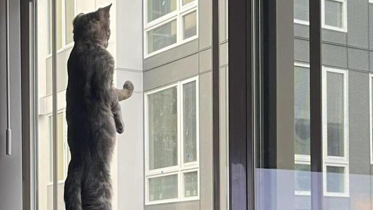 kucing Ngeliatin apa si puss? (Sablasagna/Bored Panda)