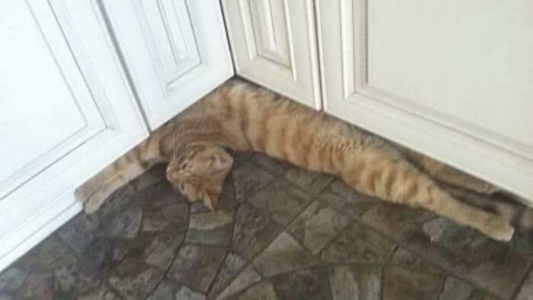 kucing Gulat atau tidur nih? kok bisa gitu yaa.. (Stellanboll/Bored Panda)