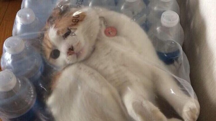 kucing Duhh.. ada-ada aja kelakuannya, kira-kira keluarnya gimana tuh? (Thryloz/Bored Panda)
