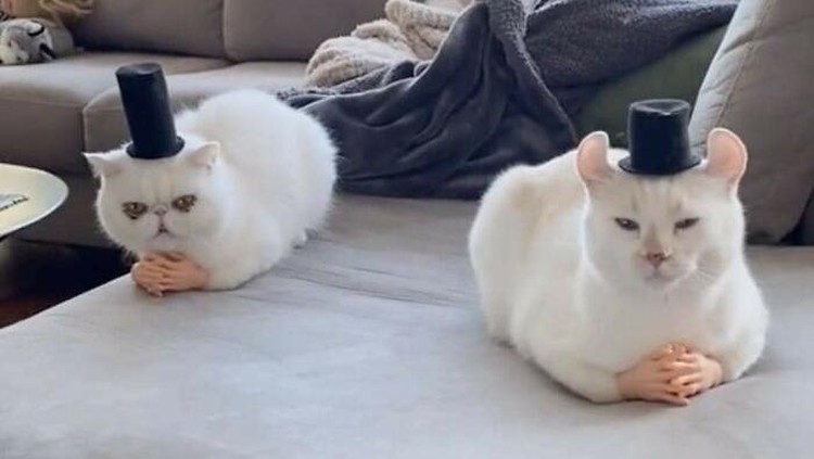 Topi dan sarung tangan yang dikenakan oleh si pemilik kucing ini, bikin terlihat kocak dan gemas.
(BritishFoSho/Bored Panda)