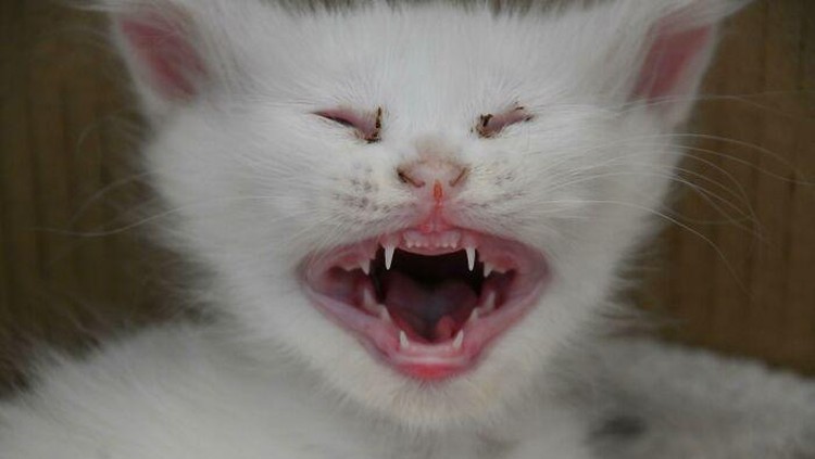kucing Ekspresi apa ya ini kira-kira? (Kurdidurdi/Bored Panda)