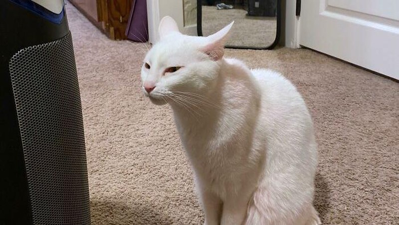 Pantengin terus kipasnya cing..