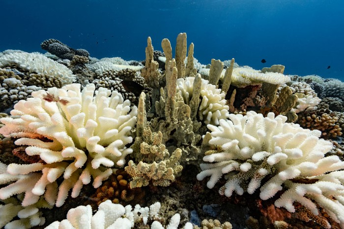 Terumbu karang merupakan ekosistem bawah laut yang terdiri dari sekumpulan binatang karang. Yuk, intip dan lihat lebih dekat.