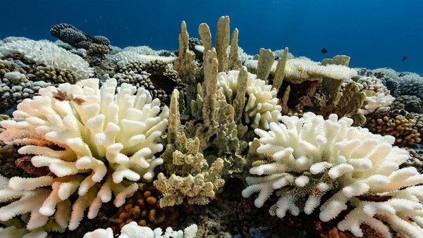Sekumpulan terumbu karang yang didominasi warna putih ini ada di surga bawah laut Moorea.