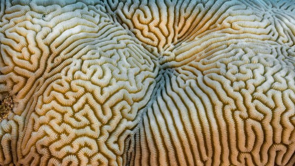 Unik, bentuk karang yang mirp dengan otak ini merupakan genus Platgyra yang hidup di perairan Kepulauan Gambier. Unik, bentuk karang yang mirp dengan otak ini merupakan genus Platgyra yang hidup di perairan Kepulauan Gambier.