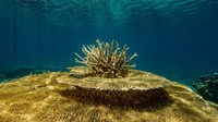 Dari Kepulauan Komoro, Samudera Hindia, ada terumbu karang dari genus Acropora yang sangat indah.