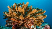 Berikutnya ada karang yang mirip dengan kaktus yakni dari genus Pocillopora yang dapat ditemui di Maladewa.