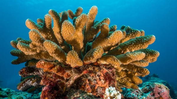 Berikutnya ada karang yang mirip dengan kaktus yakni dari genus Pocillopora yang dapat ditemui di Maladewa.