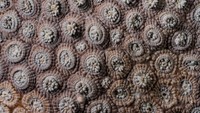 Jika dilihat dari dekat karang polip ini mirip banget dengan fosil, setuju?