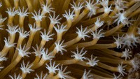 Delapan buah tentakel menandakan bahwa karang ini merupakan jenis Sarcophyton sp.