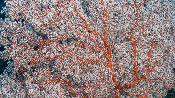 Melihat Lebih Dekat Foto-foto Terumbu Karang Paling Unik Terumbu karang merupakan ekosistem bawah laut yang terdiri dari sekumpulan binatang karang. Yuk, intip dan lihat lebih dekat.