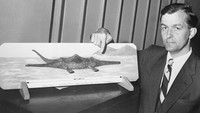 Sudah sering kali ekspedisi menguak misteri monster Danau Loch Ness dilakukan. Di tahun 1954, ada sonar yang berhasil mendeteksi benda asing di kedalaman 146 meter, tapi kemudian hilang. Sampai sekarang, hasil pemindaian dari sonar di Danau Loch Ness masih menunjukkan hasil yang nihil. Pada tahun 2003, BBC mendanai pencarian ilmiah menggunakan 600 balok sonar dan pelacakan satelit untuk menyapu keseluruhan Danau Loch Ness. Hasilnya, tidak apa-apa di sana.