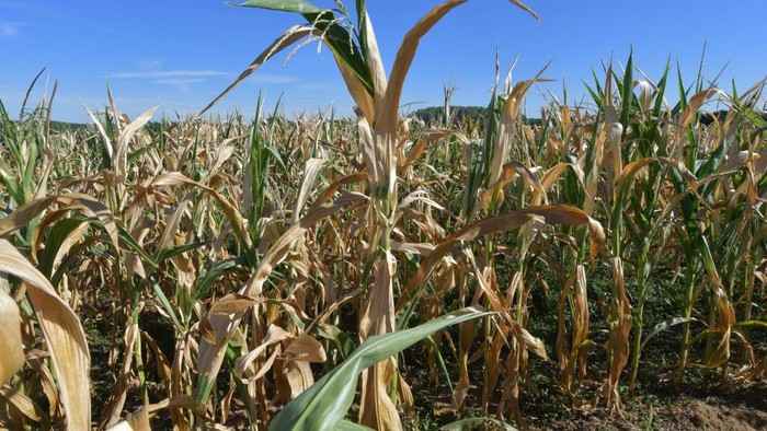 Petani Eropa Mumet, Gelombang Panas Ganggu Panen Jagung French farmer Christophe Trufault checks a dried corn field on August 3, 2022, in Courcemont, northwestern France, as France is experiencing a heatwave. - France saw its driest July on record, the weather agency said, exacerbating stretched water resources that have forced restrictions. (Photo by Jean-François MONIER / AFP) (Photo by JEAN-FRANCOIS MONIER/AFP via Getty Images)