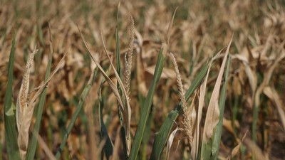 Petani Eropa Mumet, Gelombang Panas Ganggu Panen Jagung