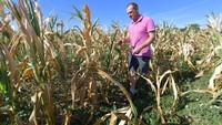 Hasil jagung, bunga matahari dan kacang kedelai diperkirakan oleh Uni Eropa turun sekitar 8% hingga 9% karena cuaca panas di seluruh benua itu. JEAN-FRANCOIS MONIER/AFP via Getty Images.