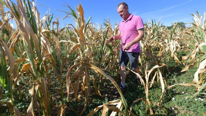 French farmer Christophe Trufault checks a dried corn field on August 3, 2022, in Courcemont, northwestern France, as France is experiencing a heatwave. - France saw its driest July on record, the weather agency said, exacerbating stretched water resources that have forced restrictions. (Photo by Jean-François MONIER / AFP) (Photo by JEAN-FRANCOIS MONIER/AFP via Getty Images)