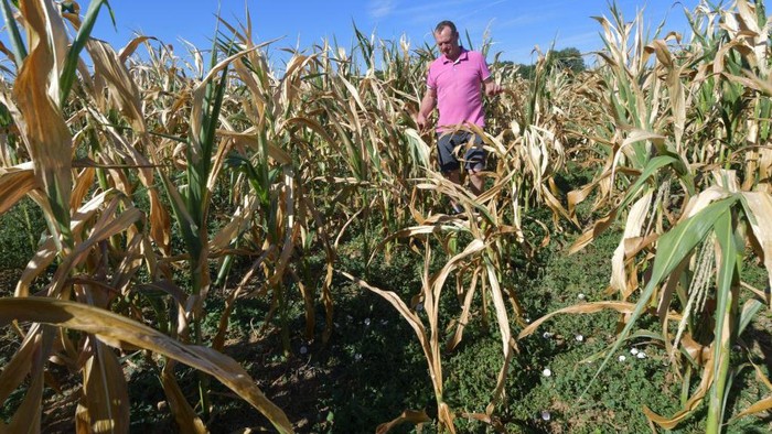 French farmer Christophe Trufault checks a dried corn field on August 3, 2022, in Courcemont, northwestern France, as France is experiencing a heatwave. - France saw its driest July on record, the weather agency said, exacerbating stretched water resources that have forced restrictions. (Photo by Jean-François MONIER / AFP) (Photo by JEAN-FRANCOIS MONIER/AFP via Getty Images)