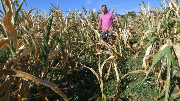 Petani Eropa Mumet, Gelombang Panas Ganggu Panen Jagung French farmer Christophe Trufault checks a dried corn field on August 3, 2022, in Courcemont, northwestern France, as France is experiencing a heatwave. - France saw its driest July on record, the weather agency said, exacerbating stretched water resources that have forced restrictions. (Photo by Jean-François MONIER / AFP) (Photo by JEAN-FRANCOIS MONIER/AFP via Getty Images)