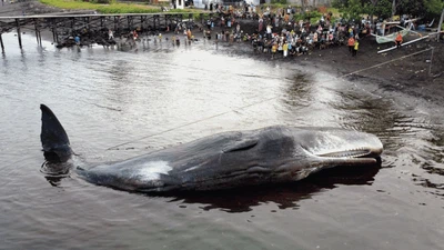 Dramatis, Foto Ini Ungkap Akhir Kisah Paus Terdampar di Banyuwangi
