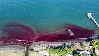 Bangkai paus yang mulai membusuk dan mengeluarkan darah sempat mencemari pantai.