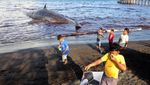 Dramatis, Foto Ini Ungkap Akhir Kisah Paus Terdampar di Banyuwangi