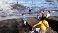 Anak-anak bermain di pantai tidak jauh dari bangkai paus mati. Bupati Banyuwangi Ipuk Fiestiandani Azwar Anas meminta autopsi untuk mengetahui penyebab kematian mamalia laut besar itu.  