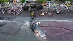 Dramatis, Foto Ini Ungkap Akhir Kisah Paus Terdampar di Banyuwangi