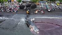 Petugas memulai proses pemotongan dan menguburkan bangkai paus yang mulai membusuk. Penguburan dilakukan untuk menghindari pencemaran laut. 