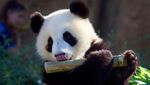 Potret Perayaan Ulang Tahun Panda Kembar di Prancis, Gemas Banget