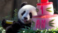 Yuandudu dan Huanlili mendapat hadiah kue berukuran besar berwarna merah muda.