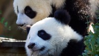 Anak panda raksasa kembar Yuandudu (Atas) dan Huanlili (Bawah) menghadiri ulang tahun pertama mereka di taman zoologi Beauval di Saint-Aignan, Prancis.