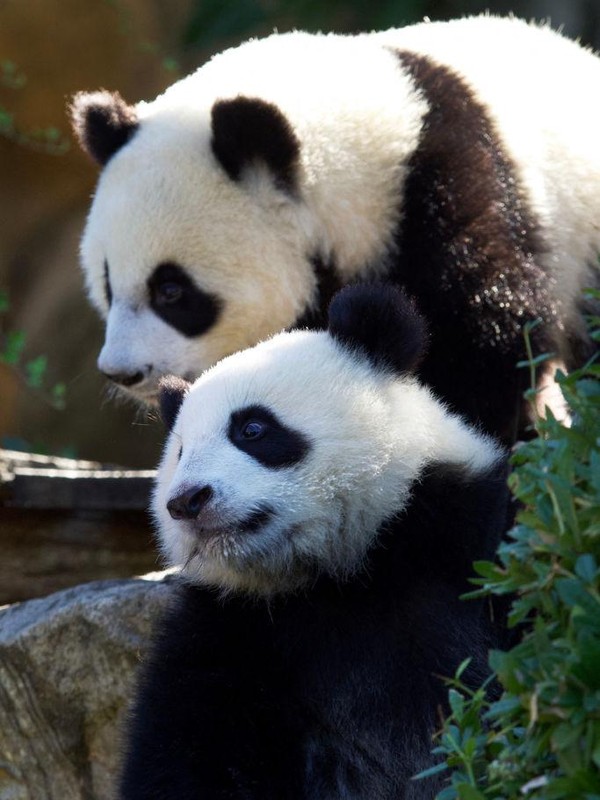 Anak panda raksasa kembar Yuandudu (Atas) dan Huanlili (Bawah) menghadiri ulang tahun pertama mereka di taman zoologi Beauval di Saint-Aignan, Prancis.