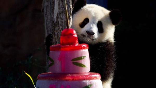 Anak panda Huanlili duduk di sebelah kue ulang tahun pertamanya di taman zoologi Beauval di Saint-Aignan, Prancis tengah, Selasa, (2/8/2022).
