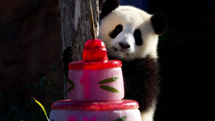 Potret Perayaan Ulang Tahun Panda Kembar di Prancis, Gemas Banget A caretaker helps giant panda cub Huanlili to have a piece of her first birthday cake at the Beauval zoological park in Saint-Aignan, central France, on August 2, 2022. - Twin panda cubs Yuandudu and Huanlili were born in the Beauval zoo on August 2, 2021. (Photo by GUILLAUME SOUVANT / AFP) (Photo by GUILLAUME SOUVANT/AFP via Getty Images)